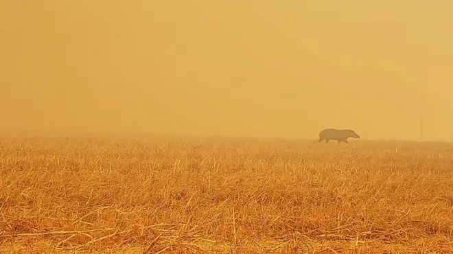 От жары и пожаров бегут и люди, и тапиры