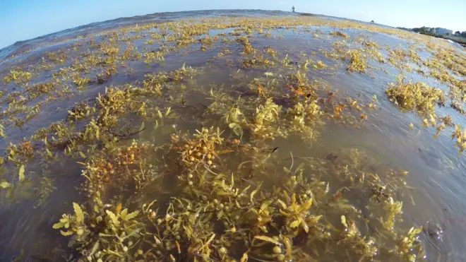 A presença das algas mudou um dos aspectos mais famosos das praias caribenhas: as águas cristalinas