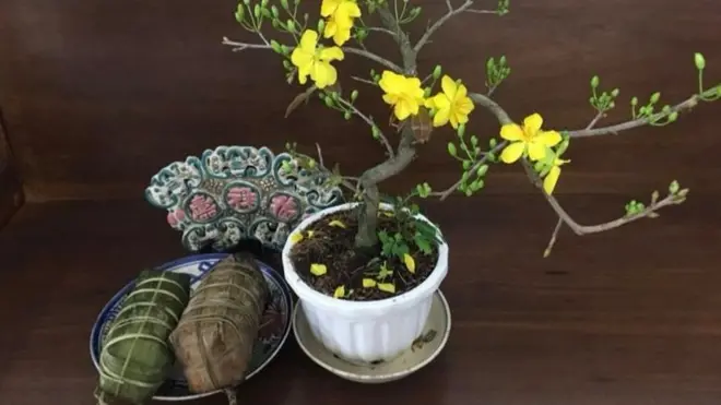 Hoa mai vàng và bánh tét