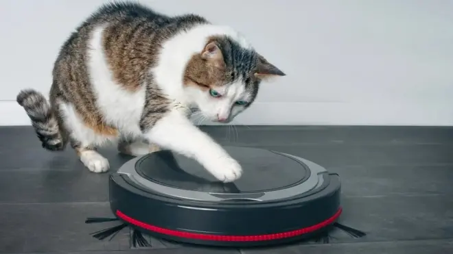 건강 관리를 위한 요즘의 권장 사항은 애완동물을 만진 후 손을 씻는 것이다