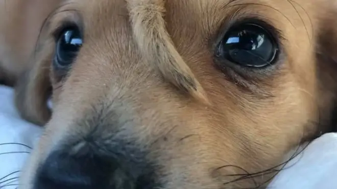 Veterinerler, Narwhal'ın alnındaki kuyruğu almanın tıbbi bir gereklilik olmadığını söylüyor.