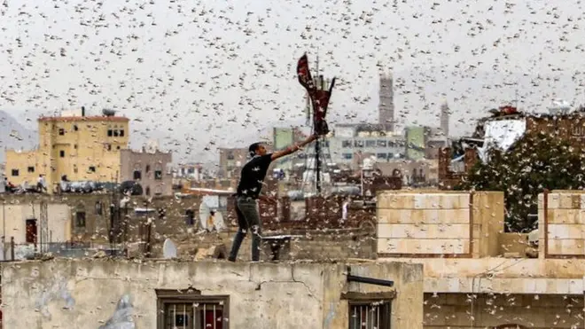 یمن کے دارالحکومت صنعا میں ٹڈی کا حملہ