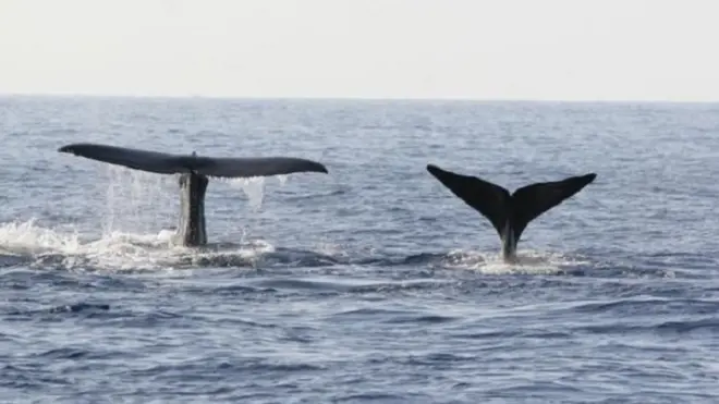 كارثة وقعت في 1871 كادت أن تودي بحياة صائدي الحيتان في المحيط المتجمد الشمالي، لكنها ساعدت في وقف صيد الحيتان في تلك المنطقة