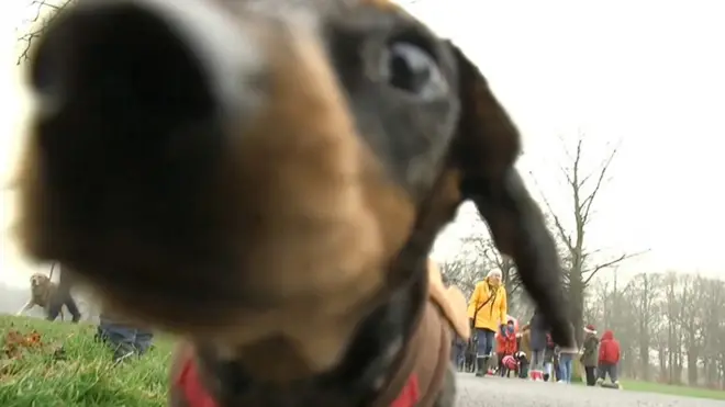 Сотни нарядных такс вышли на прогулку в Лидсе