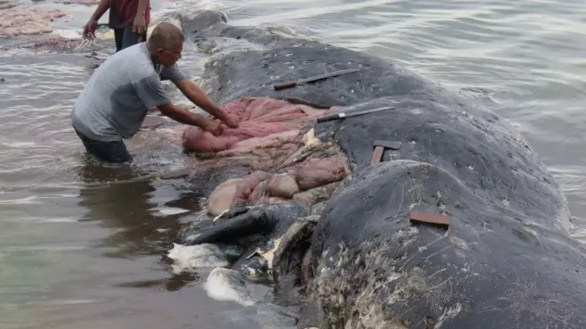 Ballena varada en Indonesia