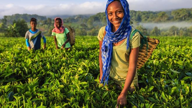 埃塞俄比亞的採茶姑娘