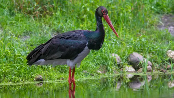 Чорний лелека