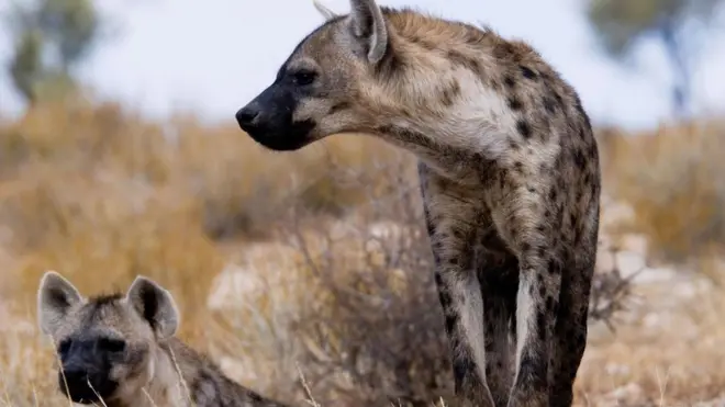 Hilibka waraabaha ayaa lagu arkay magaalada Kismaayo 2012-kii xiligaas oo ay ka talinayeen Alshabaab
