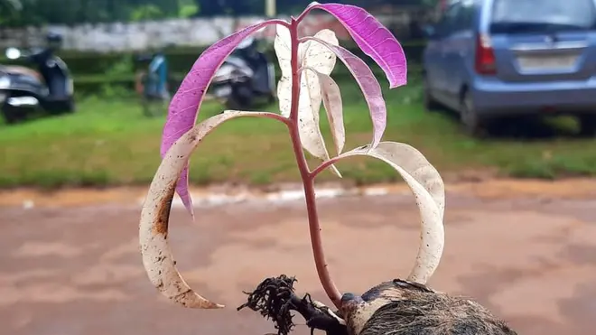 facebook/നാട്ടുമാഞ്ചോട്ടിൽ നാട്ടുമാവ്