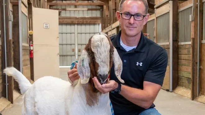 మేక / Goats /Animals