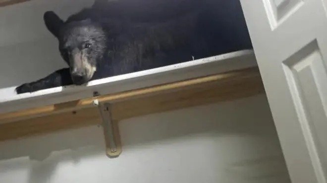 Police released pictures of the bear in the wardrobe