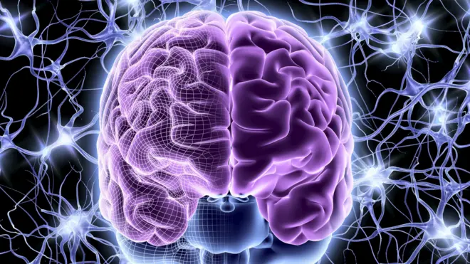 เซลล์ประสาท neurons