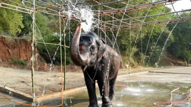 عدالت کا کہنا تھا کہ 'کسی دن ہم مندروں میں ہاتھی رکھنے کی روایت پر پابندی عائد کریں گے‘