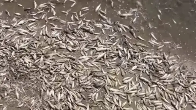 Берег пляжу в Маруполі вкрився загиблою рибою