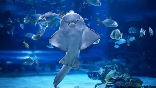 La plus grande menace pour les requins anges est la pêche commerciale