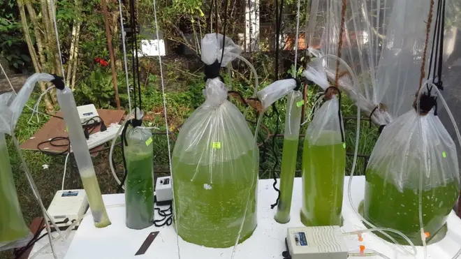 ජීව ඩීසල් නිපදවීම