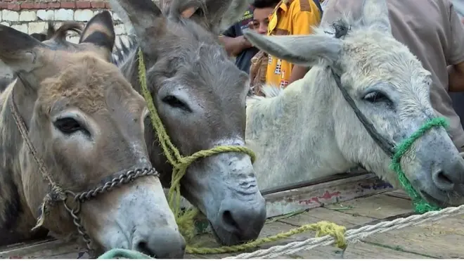 دور الحمار في بعض الصناعات في مصر