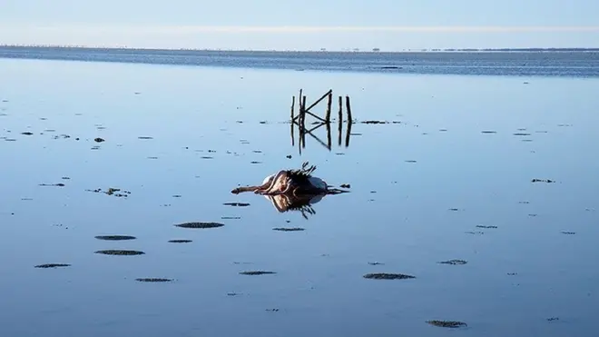 تالاب میانکاله