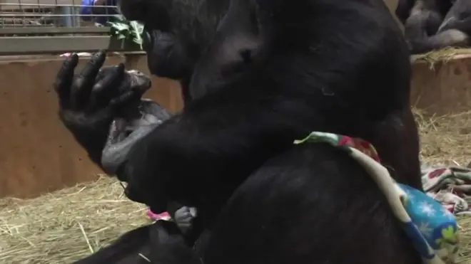 горила й дитинча