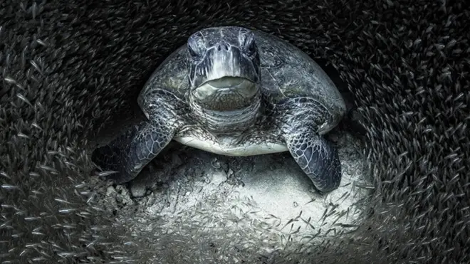 Tortuga verde rodeada por peces cristal asiáticos