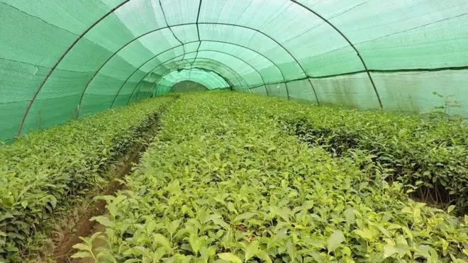 پاکستان میں اب چائے انتہائی قلیل رقبے پر کاشت ہوتی ہے