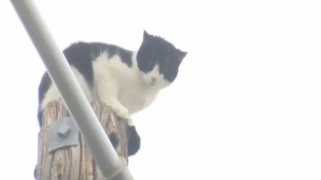 кіт на стовпі