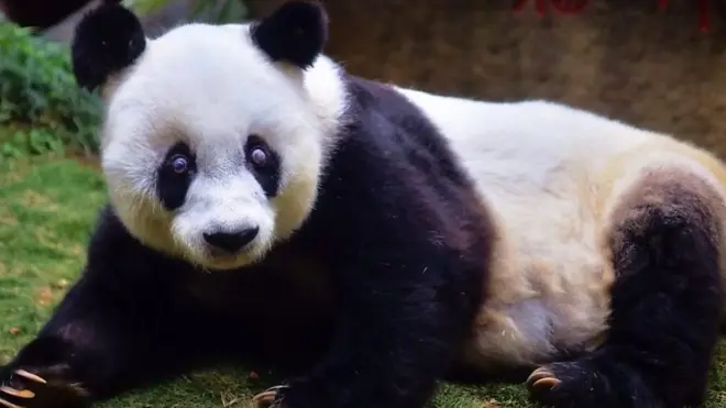 باسي أكبر باندا عملاقة تعيش خلف القضبان