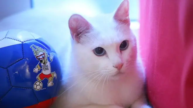 اختارت اللجنة المنظمة لنهائيات كأس العالم 2018 بروسيا القط الأصم "أخيل" لتوقع نتائج المباريات
