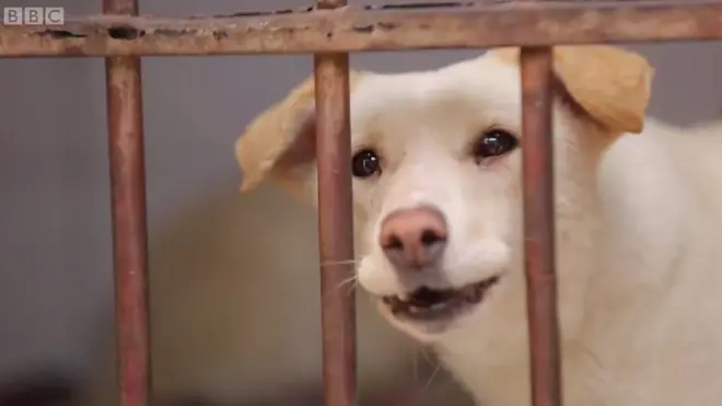 У Єгипті живуть 15 млн безпритульних тварин.