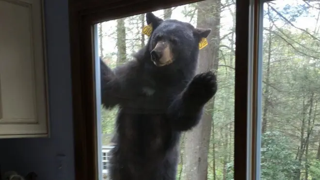 Beruang tersebut mencoba untuk menjebol beberapa pintu rumah sebelum akhirnya kembali keluyuran.