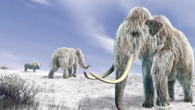 mamut