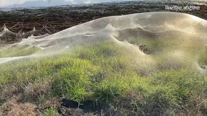 मकड़ी का जाल