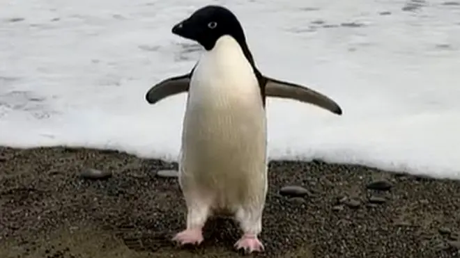 అడెలీ పెంగ్విన్