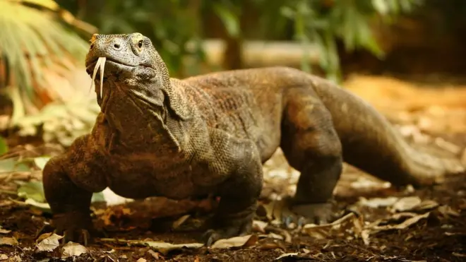Ludah komodo cukup berbisa, dan gigitannya bisa berakibat fatal jika tak segera ditangani.