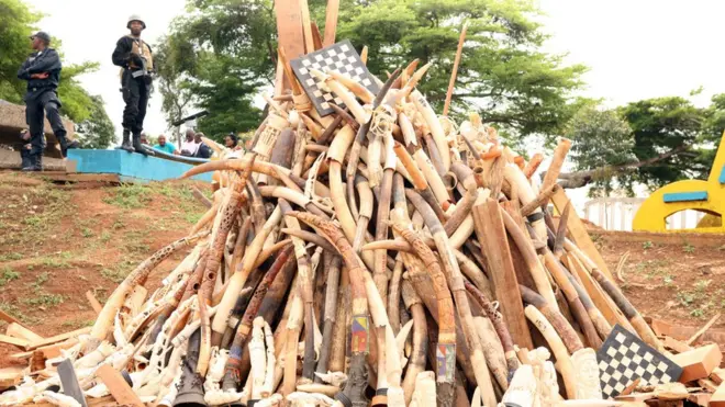Des défenses d'éléphants arrêtées par la police au Cameroun destinées à la destruction