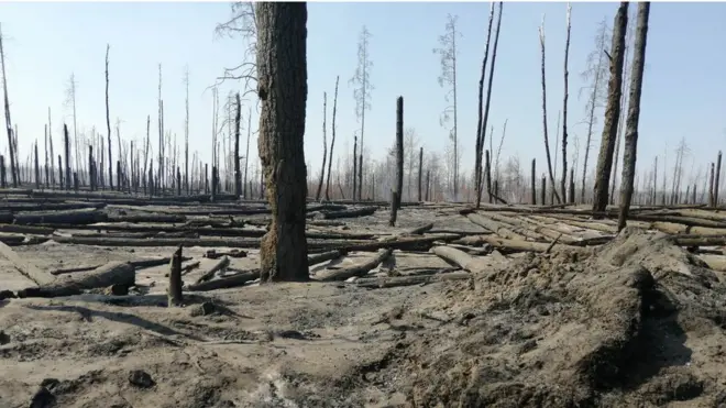 Ліс у зоні після пожежі