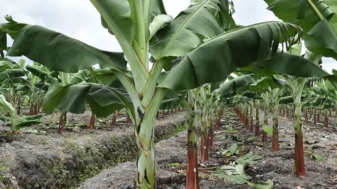 أشجار الموز