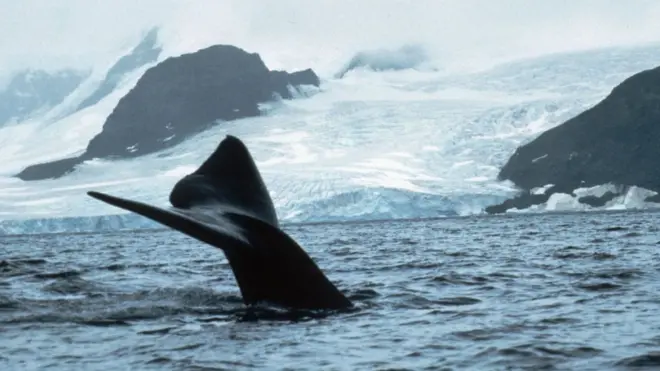 Right whales have a habit of holding their tails fins out of the water