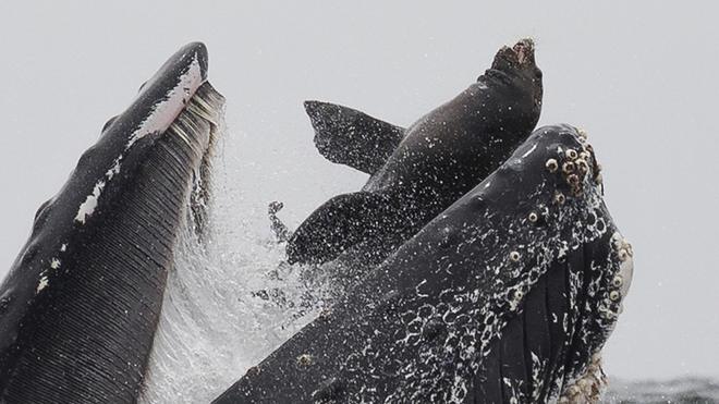 Whale swallows sea lion