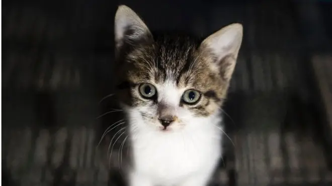 Защитники животных яростно обрушились на составителей учебника, где предлагалось убить котенка