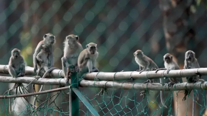 Di pipo say di monkey even know food wey dem put poison because dat kain food dem no go touch am