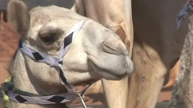 المجتمعات البدوية التي تعيش في أطراف العاصمة السودانية الخرطوم تكثف في الآونة الأخيرة تنظيم سباقات الهجن ، التي أصبحت بالنسبة للكثيرين مصدرا للثراء