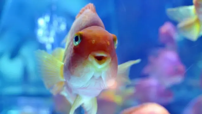 золота рибка