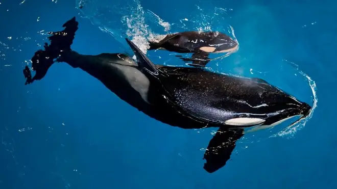 วาฬเพชฌฆาต