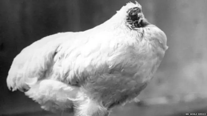 माईक हा डोकं नसलेला कोंबडा