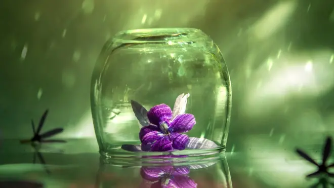 Flor atrapada en un vaso de vidrio con reflejos de luz