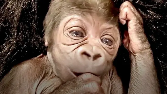 ولادة أول غوريلا ذكر مهدد بالانقراض في حديقة حيوان أمريكية