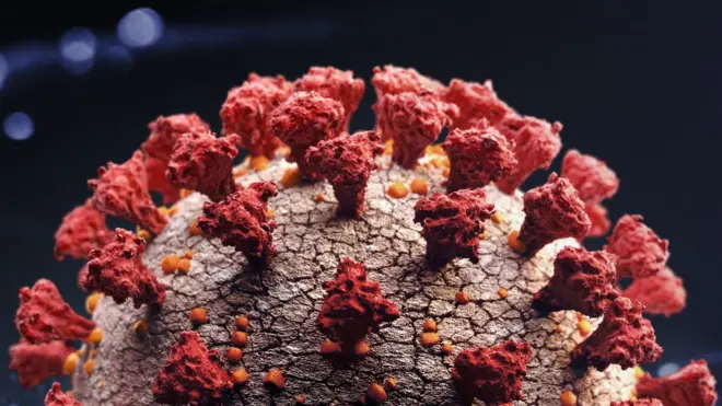 Las nuevas variantes se han formado en el curso de la coinfección de una misma célula por dos coronavirus de estirpes diferentes.