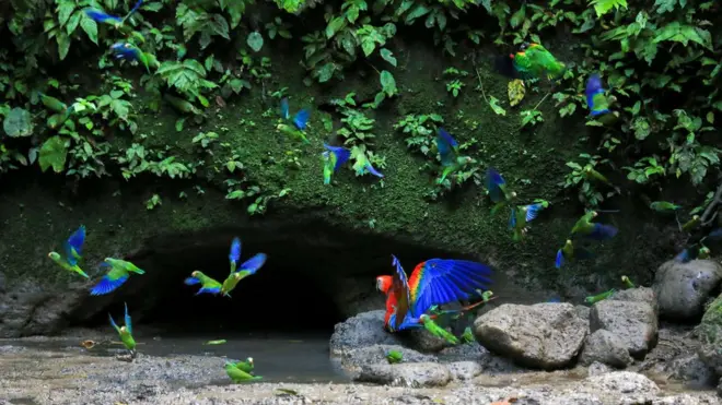 แอมะซอน