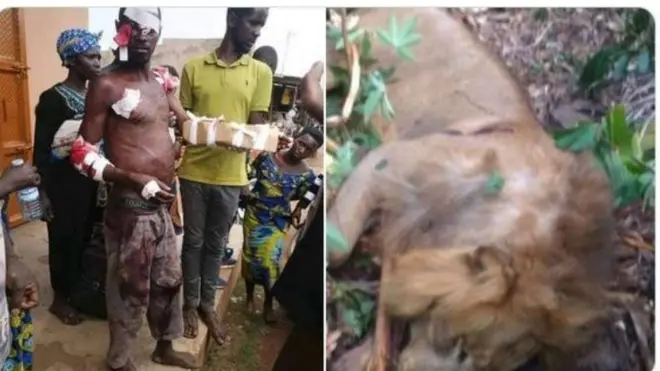 Ọkunrin to ba kiniun ja ati oku kiniun